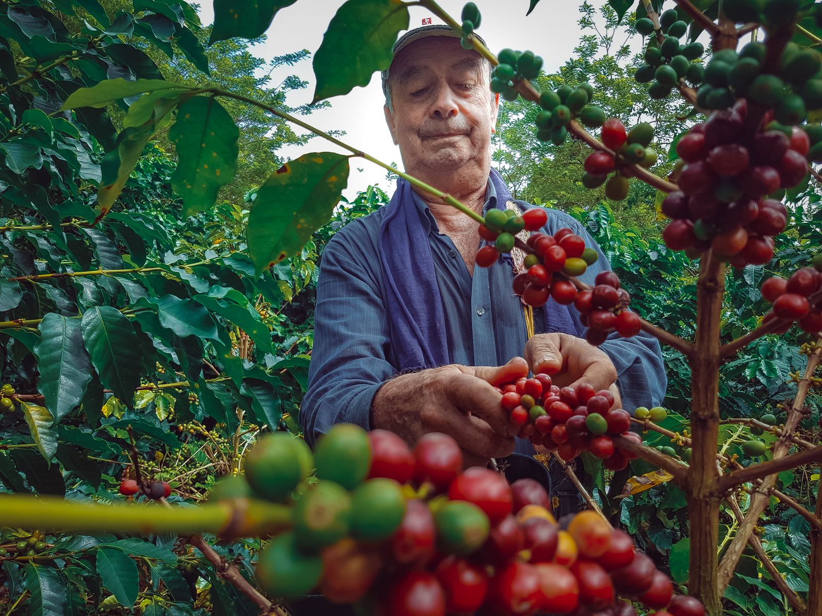 Produtor rural colhe café maduro no pé.