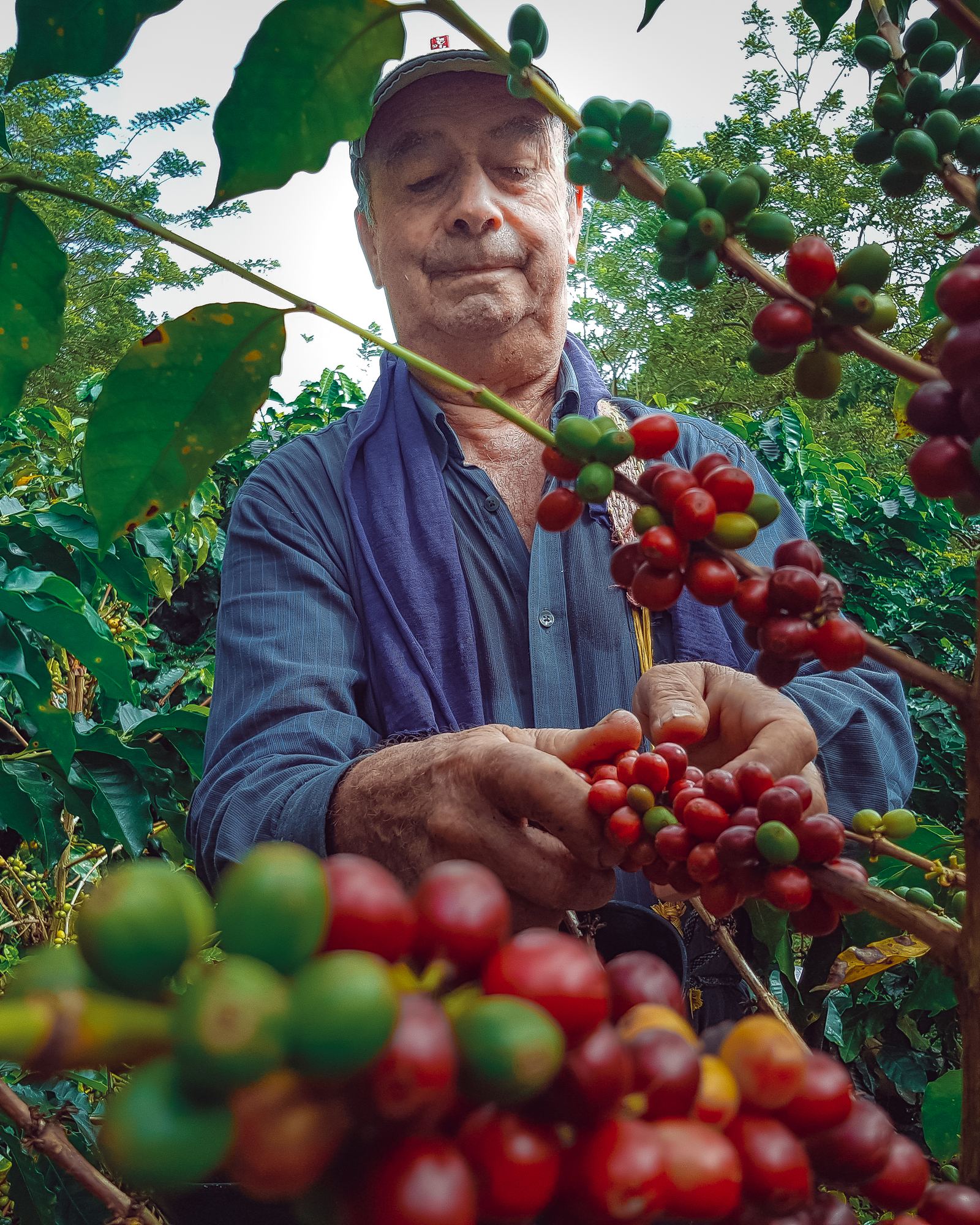 Produtor rural colhe café maduro no pé.